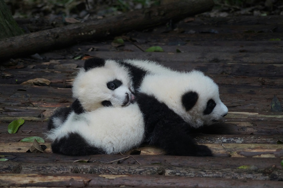 Chengdu City, Pandas