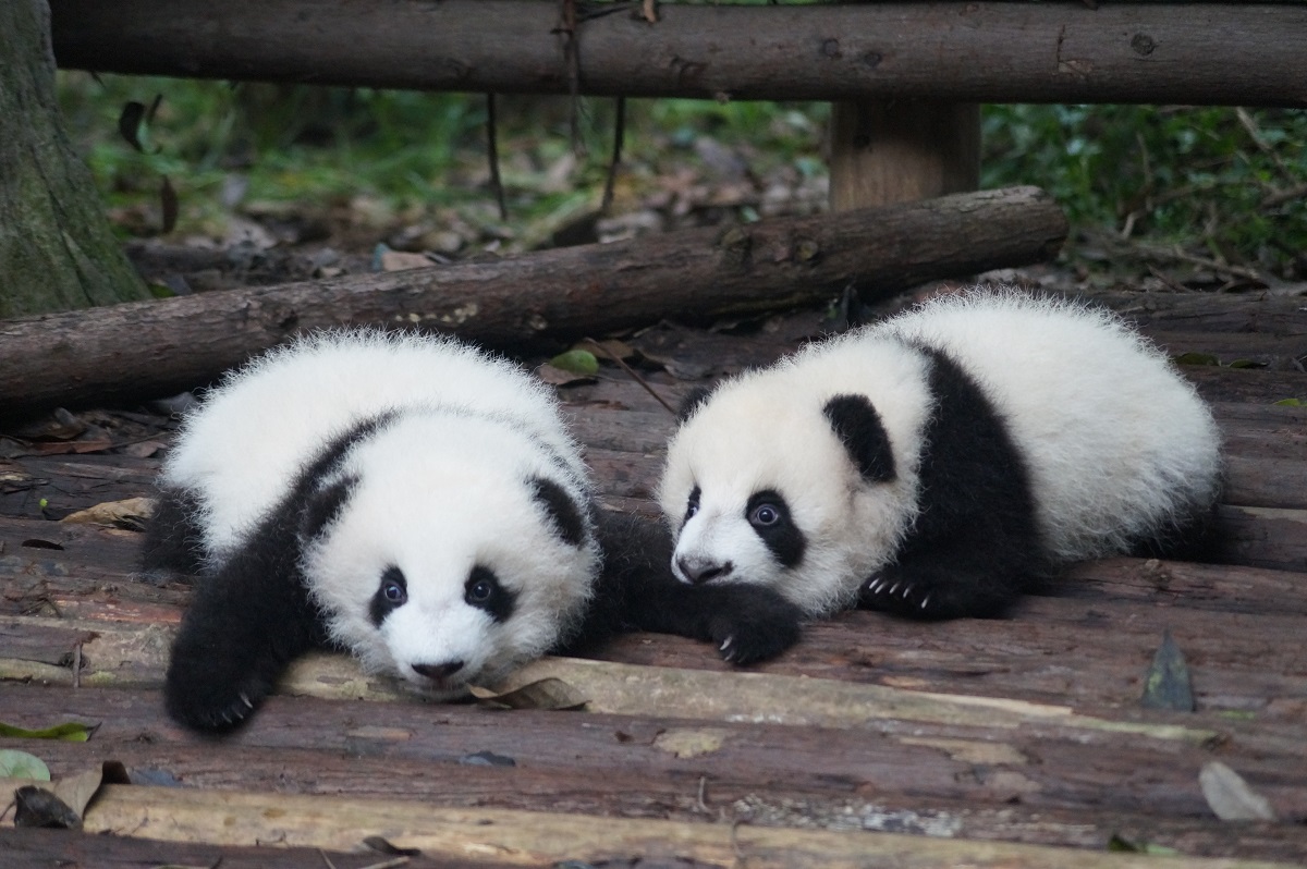 Chengdu City, Pandas