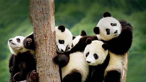 Chengdu Research Base of Giant Panda Breeding Tour Thumbnail