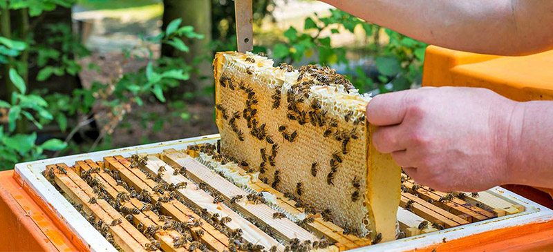 Hatta Safari with Honey Bee Garden Visit Thumbnail